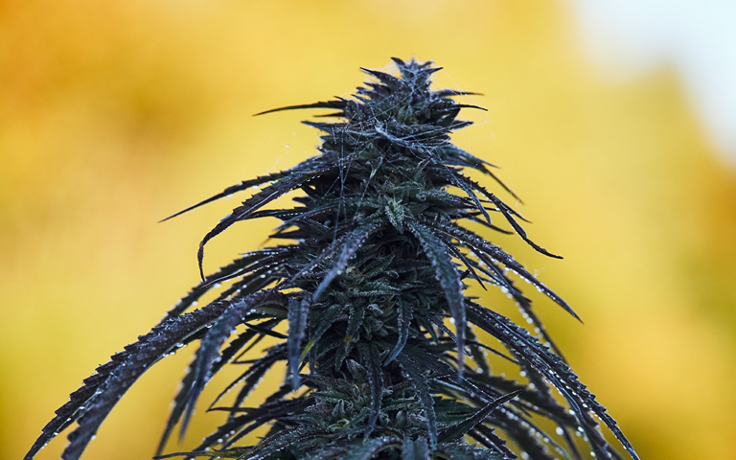 HIGH DOSE HEMP PRODUCTS