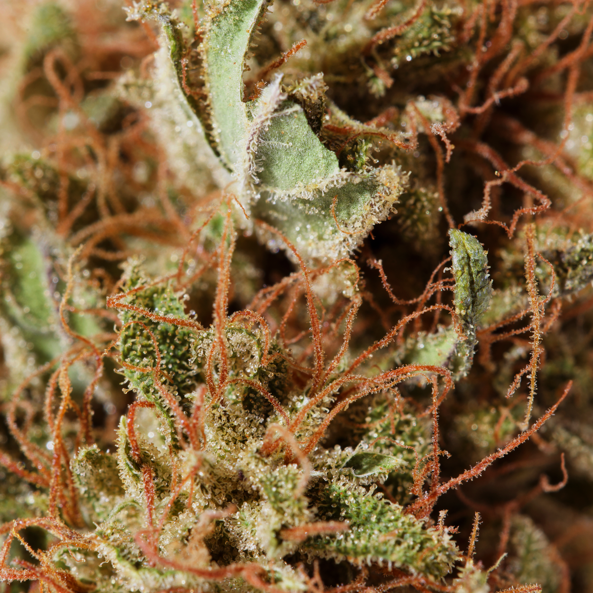 SPECIAL COOKIES (INDICA DOMINANT)