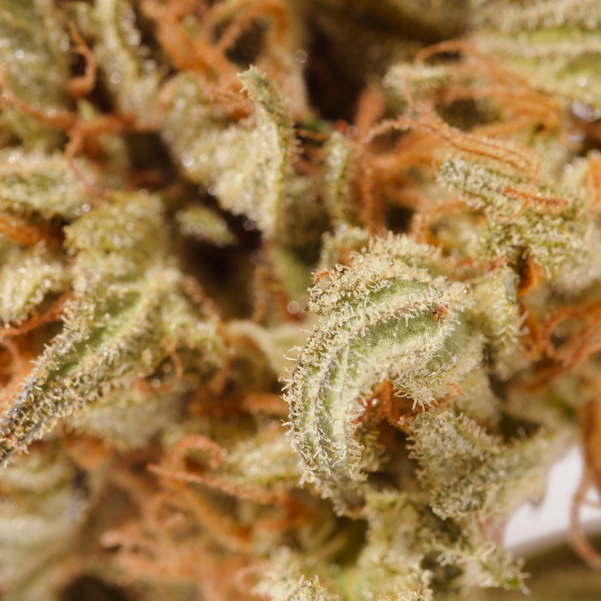 GORILLA DIESEL FROST