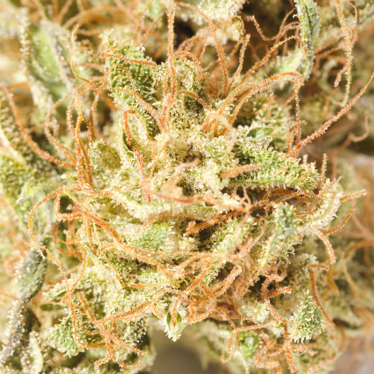 SPECIAL K KUSH X ICE CREAM CAKE // INDICA DOMINANT (Copy)